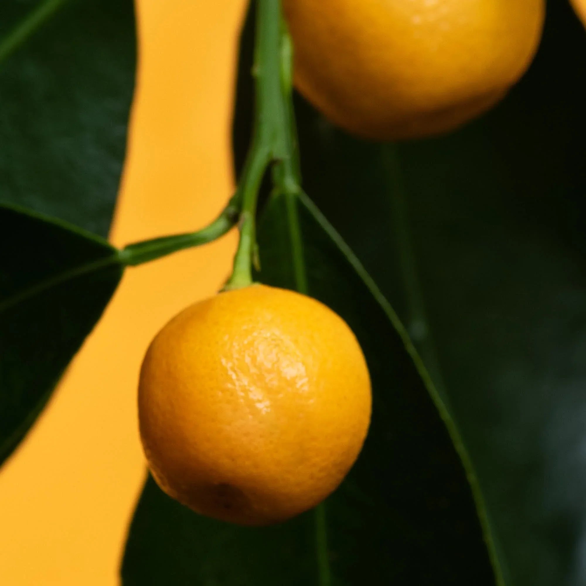 Volumizing Shampoo - Petitgrain & Jasmine