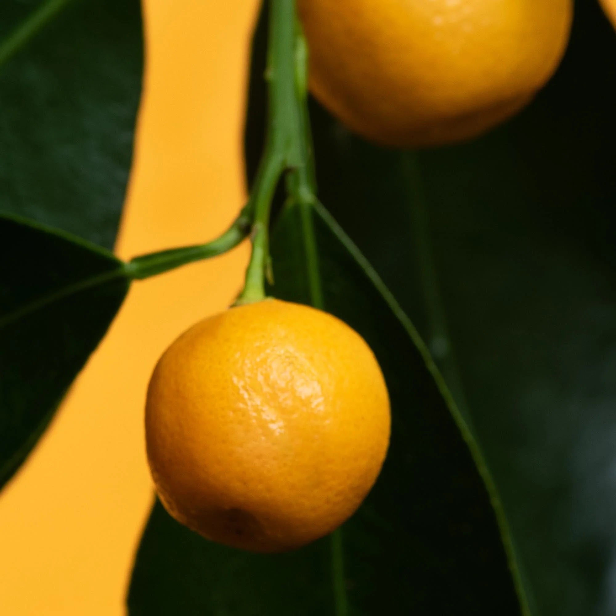 Volumizing conditioner – Petitgrain & Jasmine